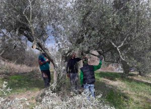 Viterbo - manutenzione del verde