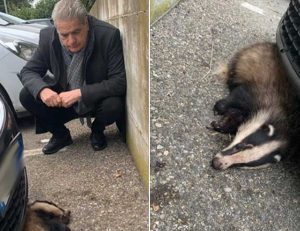 Viterbo - Il sindaco Arena salva un tasso ferito