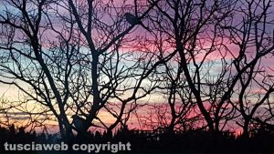 Viterbo - Gazze al tramonto