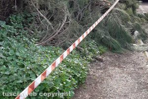Viterbo - Incuria in via delle Fortezze