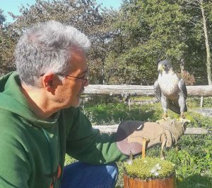 Il falco biarmicus feldeggii detto anche "lanario"