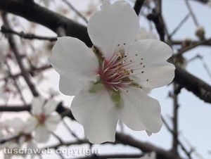 Mandorlo in fiore