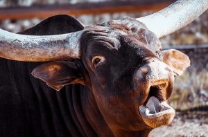 Toro, generica
