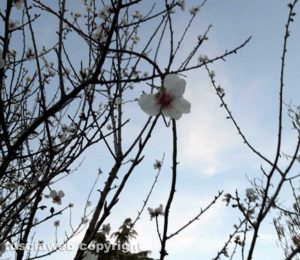 Risveglio di primavera