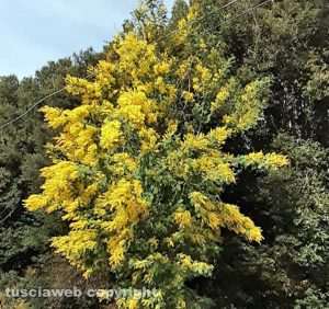 Buon giorno della Candelora...