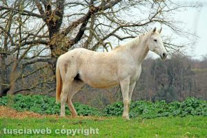 Un cavallo - Foto di repertorio