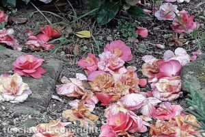 Viterbo - Composizione floreale di camelie