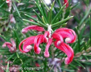 Grevillea juniperina - Foto di Assunta Ricci