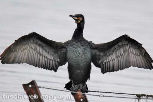 Bolsena - Un cormorano