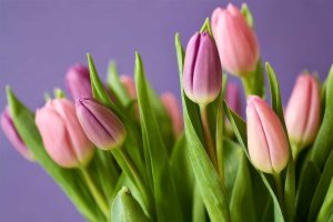 Tulipani