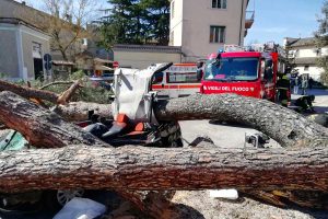 Vetralla - Pino crolla e si schianta su un'auto in corsa