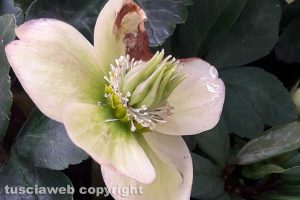 Un Helleborus niger