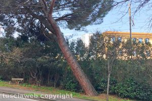 Viterbo - Un pino in via Vicenza