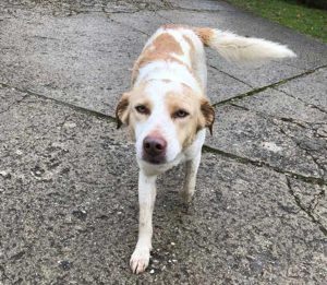 Bassano in Teverina - Trovato cane sulla sp Ortana