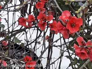 Chaemomeles japonica
