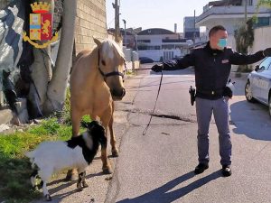 Napoli - Polizia - Porta a spacco cavallo e capretta