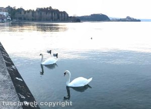 Marta - Cigni al lago di Bolsena