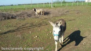 Viterbo - Un cavallo e un asino sulla Tuscanese