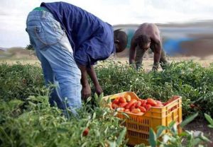 Braccianti agricoli - Foto di repertorio
