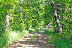 Il bosco di Montefogliano