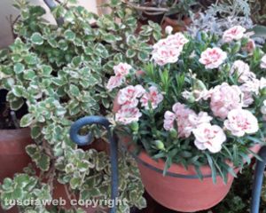 Il giardino sul balcone