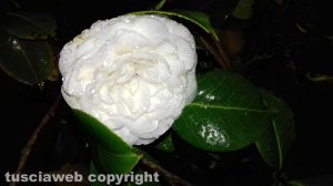 La raffinatezza di una camelia bagnata dalla rugiada