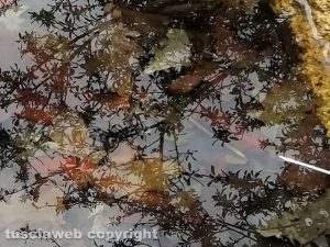 Riflessi nell'acqua
