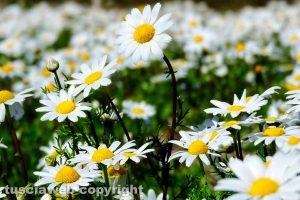Viterbo - La primavera nelle campagne viterbesi