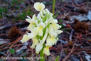 Viterbo - Orchidee selvatiche