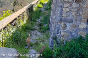 Viterbo - Incuria nella frazione di Roccalvecce