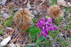Viterbo - Ricci e orchidee