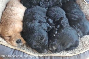 Viterbo - Riposino pomeridiano