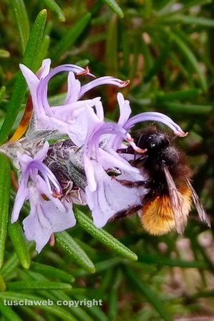 Viterbo - Fiore di rosmarino con ape