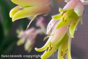 Viterbo - Fiori di cactus