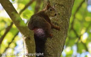 Ischia di Castro - Uno scoiattolo