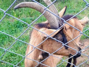 Vetralla - Una delle caprette accudite dai volontari