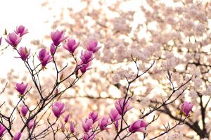 Una magnolia