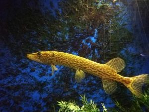Acquario di Bolsena