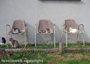 Viterbo - Gatti sulle sedie