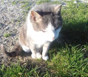 Viterbo - La gattina Sista