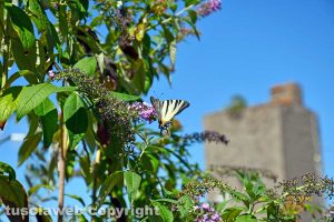 Viterbo - La buddleia o albero della farfalla