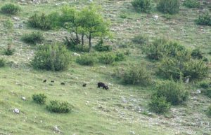 Parco nazionale la foto della femmina di orso marsicano con i cuccioli scattata dal servizio sorveglianza