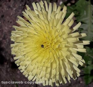 Asteracee