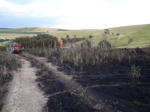 Incendio di sterpaglie