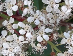 Photinia in fiore