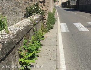 Viterbo - Erbacce in via Santa Maria in Gradi