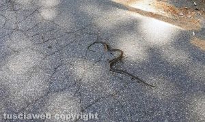 Viterbo - Un serpente in via Monte Verdi
