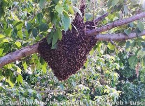 Viterbo - Nido di api nel parco della Grotticella
