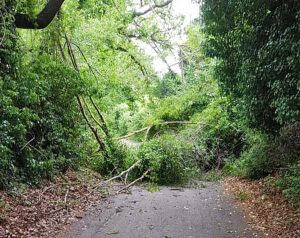 Orte - Alberi caduti in strada a vocabolo Villa Alberti