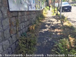 Viterbo - Erbacce in città